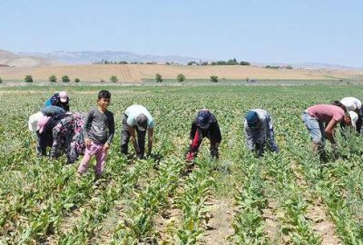 Güneş altında ‘ekmek kavgası’