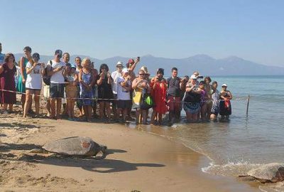 Tedavisi tamamlanan caretta carettalar denize bırakıldı