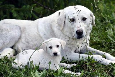 Köpeklerin dost canlılığının nedeni genetik değişiklik olabilir