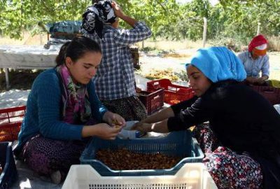 Kayısı bahçelerinde ‘eğitim masrafları’ için zorlu mesai