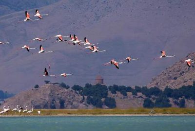 Van Gölü’nde flamingolar görsel şölen sunuyor