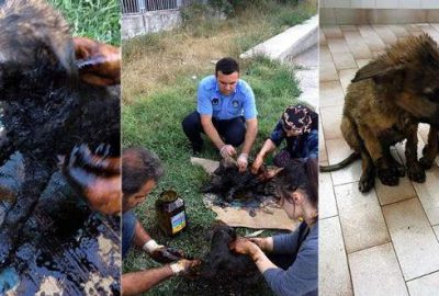 Zifte bulanan yavru köpekleri zabıta kurtardı