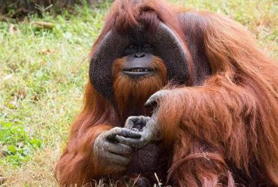 ‘İşaret dili’ni kullanan orangutan 39 yaşında öldü