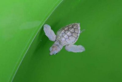 Albino deniz kaplumbağa yavrusu korumaya alındı