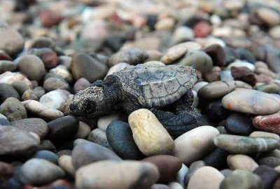 Kemer’de yavru caretta carettalar denizle buluştu