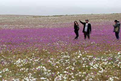 Dünyanın en kurak çölü Atacama çiçek tarlasına döndü