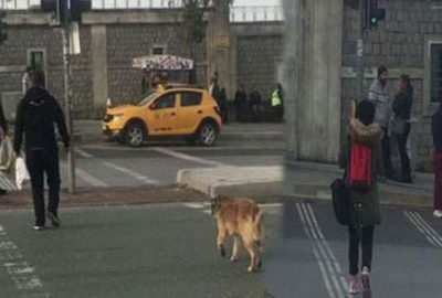 Köpek öğrendi insan öğrenemedi!