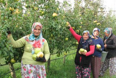 Deveci armudunda hasat zamanı