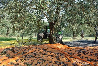 Cezaevi firarisi zeytin ağacında yakalandı