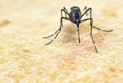 Zika 7 yıl içinde Anadolu’ya yayılacak