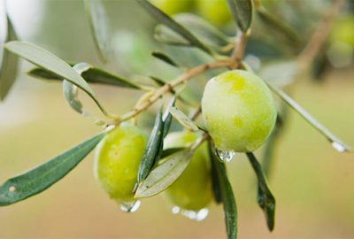 Zeytin yaprağı mucizesi