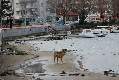 Yalova’da deniz suyu 10 metre çekildi