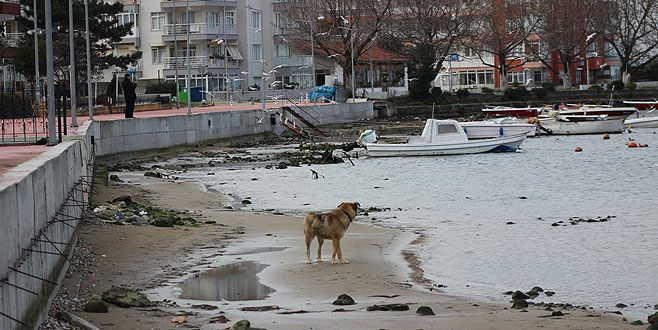 Yalova’da deniz suyu 10 metre çekildi