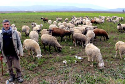 Küçükbaşa yöneliş artıyor