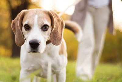 Kedi köpek sahipleri dikkat! Yürürlüğe girdi…