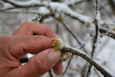 Meteoroloji’den zirai don uyarısı geldi!