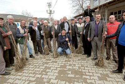 Köylüye ücretsiz aşılı ceviz fidanı