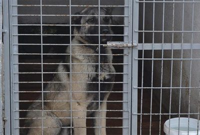 Kamyonetin arkasında sürüklenen köpek yeni yuvasında