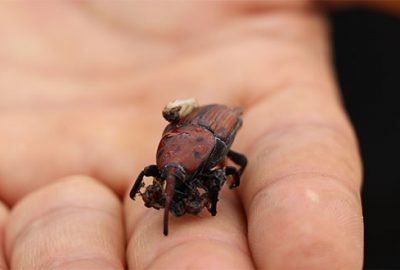 Sahillerin simgesi palmiyeler için ‘böcek’ seferberliği