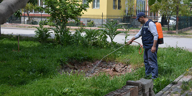 Haşereyle mücadele başladı