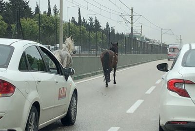 Bursa-Ankara yolunda şaşırtan görüntü