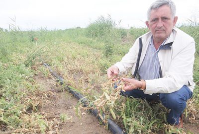 Yenişehirli çiftçide endişeli bekleyiş