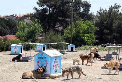 Sahipsiz hayvanlara besleme noktası