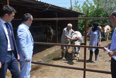 Mudanyalı genç çiftçiye büyükbaş hayvan desteği