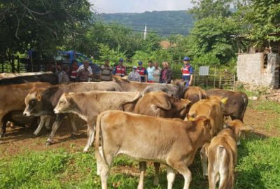 Bursa’da büyükbaş hayvan hırsızlığı