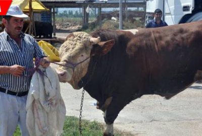 1 ton ağırlığında… 21 bin 500 liradan alıcı bekliyor