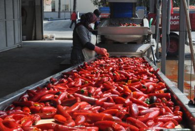 Bursa’dan Hollanda’ya bin 200 ton salça 