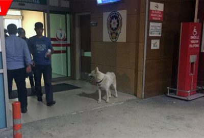 Sahibini hastane kapısında bekleyen köpek çalındı