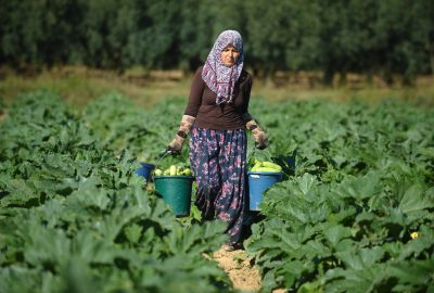 İznik’in kabakları Almanya’ya ihraç ediliyor