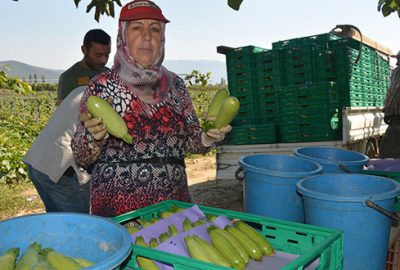 Kabak üreticisinin aracı tepkisi