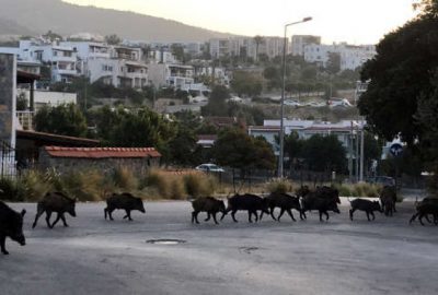 İlçe merkezinde sokak sokak gezdiler