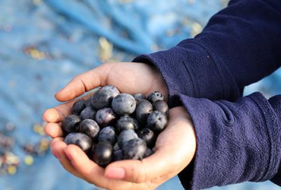 ‘Topraktan halka’ zeytin hasadı başladı