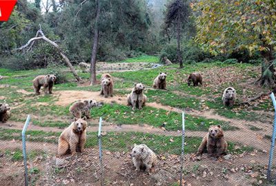 Kış uykusu için enerji depoluyor