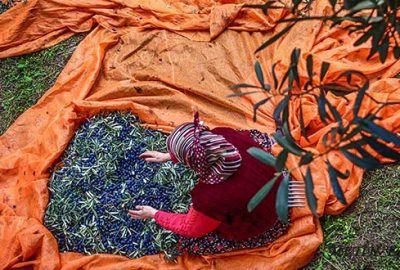 Marmarabirlik İznik’te rekor zeytin alımı