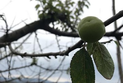 Görenleri şaşkına çevirdi! Erik ağaçları kış mevsiminde…