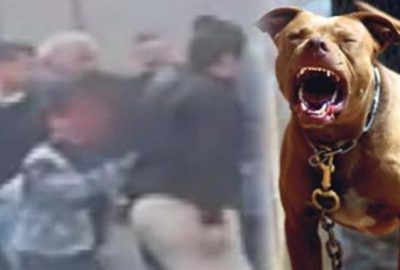 Pitbul dehşeti! ‘Ağabey, Allah’ınızı severseniz bırakmayın…’