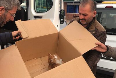 Otomobil altında kalan kediye esnaf sahip çıktı