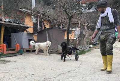 Bacağı kesilen köpek hayatını değiştirdi