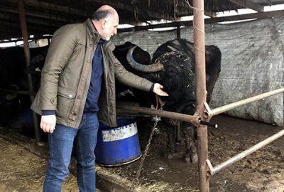 Ordudan ayrıldı, manda sütü satıyor