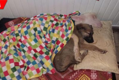 Köpek ile kuzunun şaşırtan dostluğu