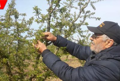 Çiftçiye don darbesi: Zarar yüzde 70