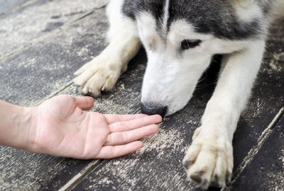 Kan kokusundan kanseri algılıyorlar