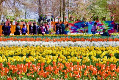 Hollanda’da lale zamanı