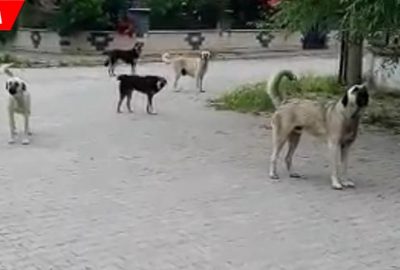 Köpekleri görüntülemek isterken saldırıya uğradı