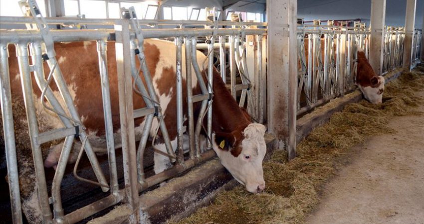 Et ve Süt Kurumu et alım fiyatında artışa gitti Olay Gazetesi Bursa