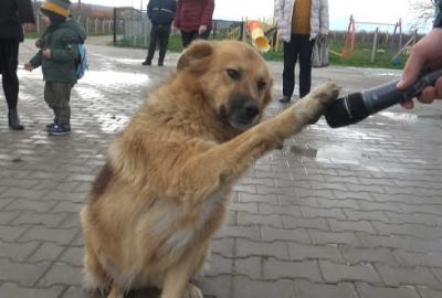 Hayvanseverlerden Mustafakemalpaşa’ya Tam Puan